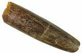 Fossil Sauropod Dinosaur (Titanosaur) Tooth - Morocco #267287-1